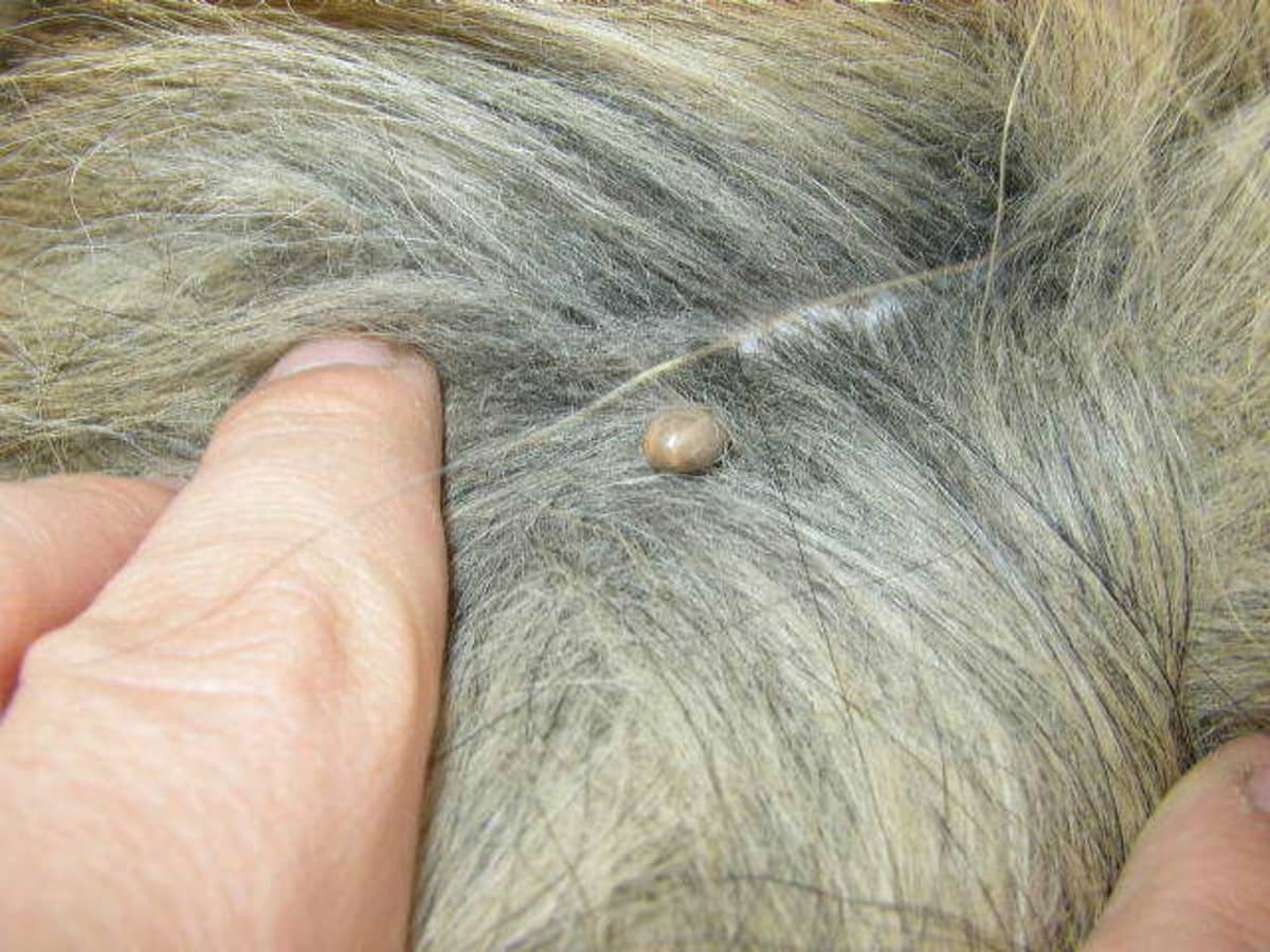 How To Get An Embedded Tick Out Of A Dog