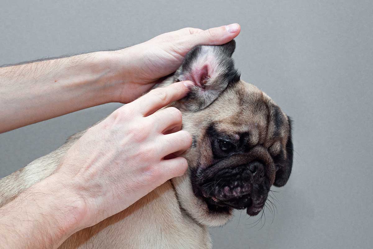 How To Get Rid Of A Dog’s Ear Infection At Home