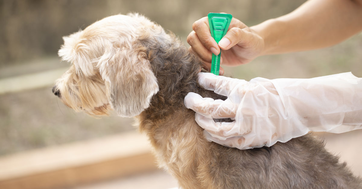 How To Get Rid Of Fleas And Ticks On My Dog