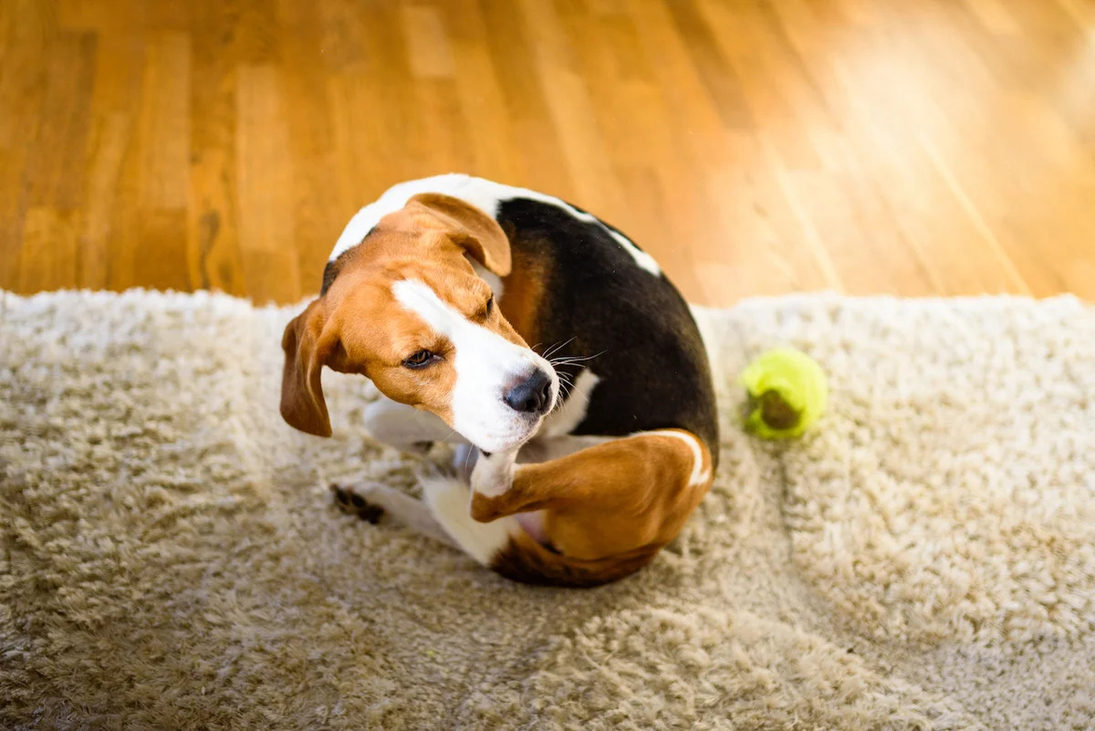 How To Get Rid Of Fleas In Your Dog And Carpets