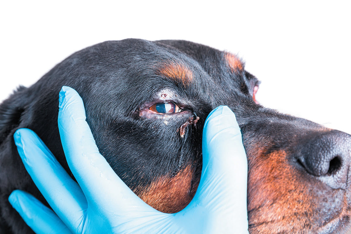 How To Get Rid Of Mites By A Dog's Eye
