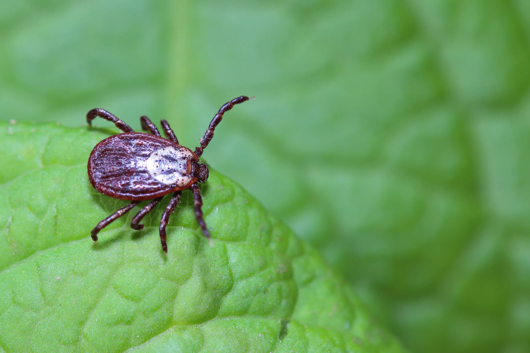 How To Get Rid Of Ticks On Dogs And In The Yard