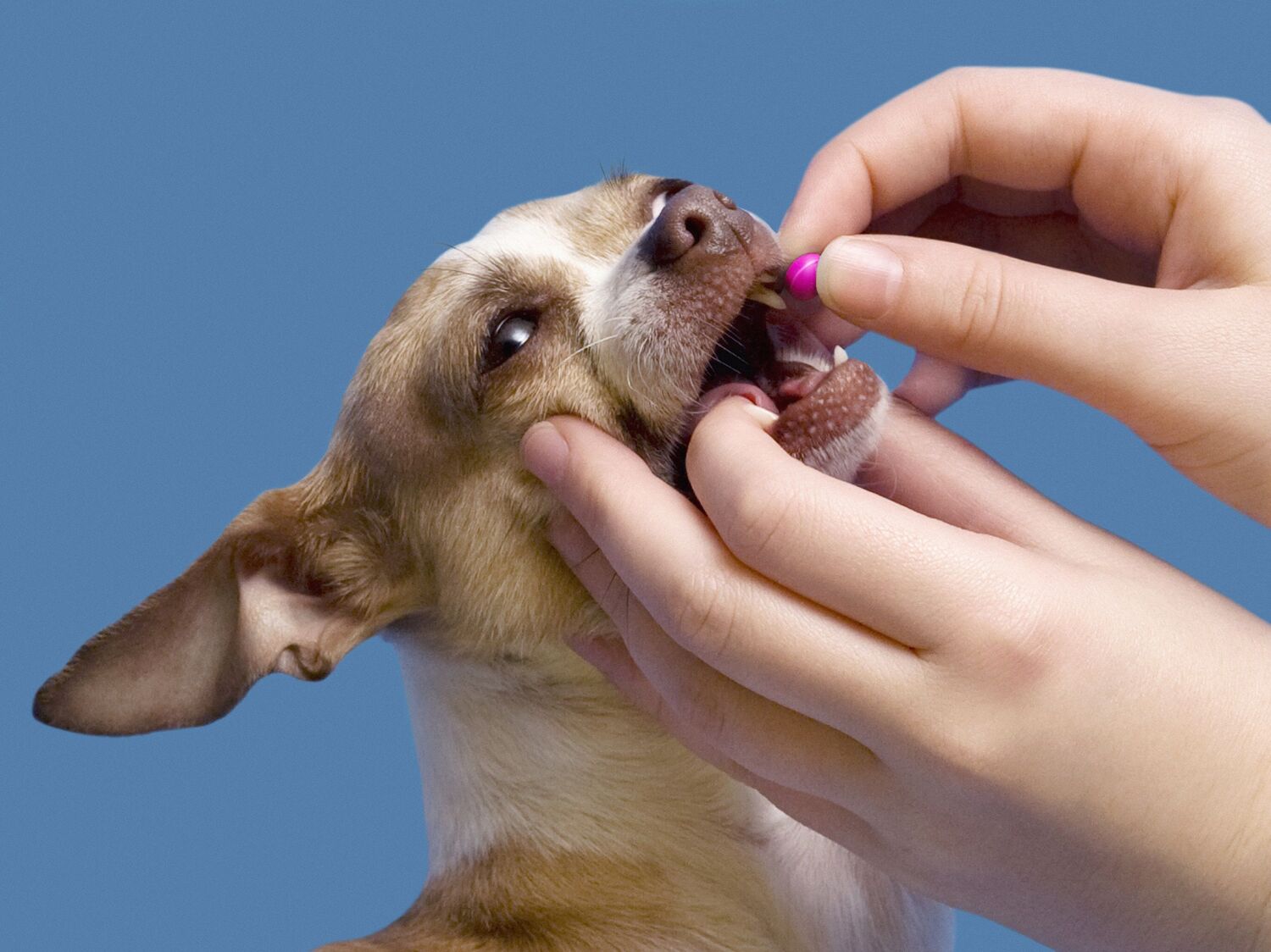 How To Get Your Dog To Eat Heartworm Medicine