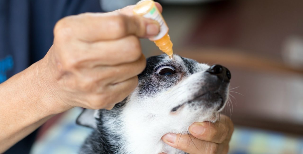 How To Give A Dog Eye Drops