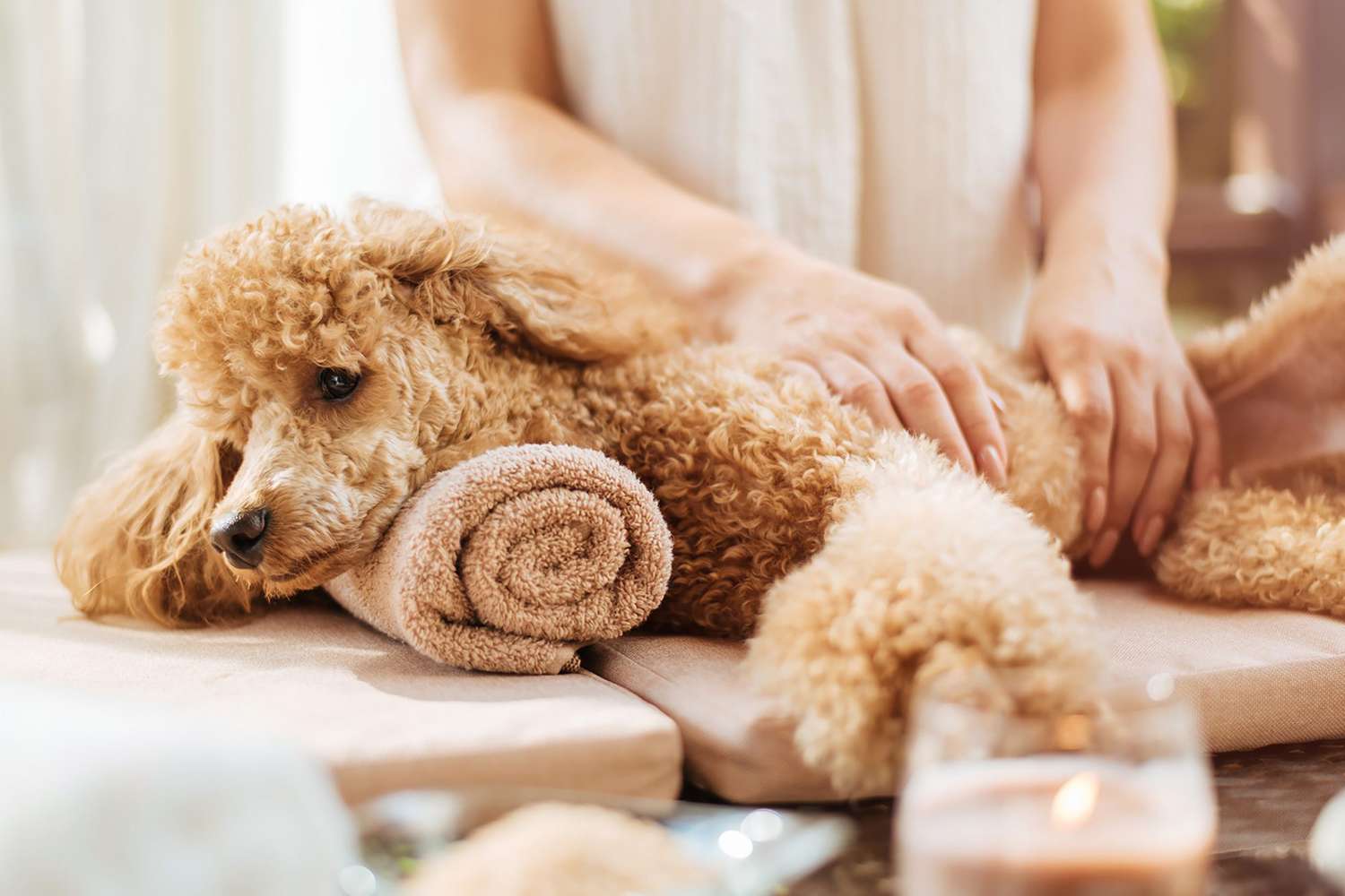 How To Give A Dog Massage For Arthritis
