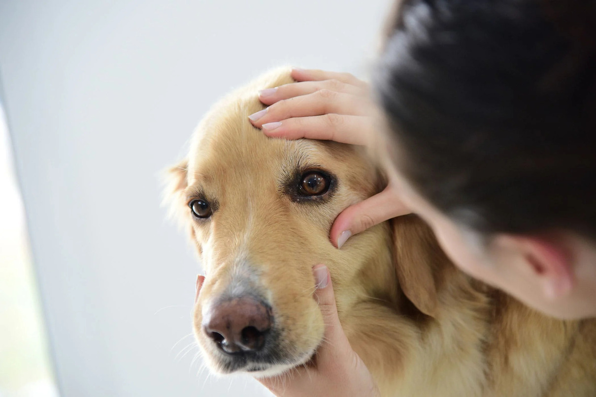 How To Help With Dry Eye In Dogs