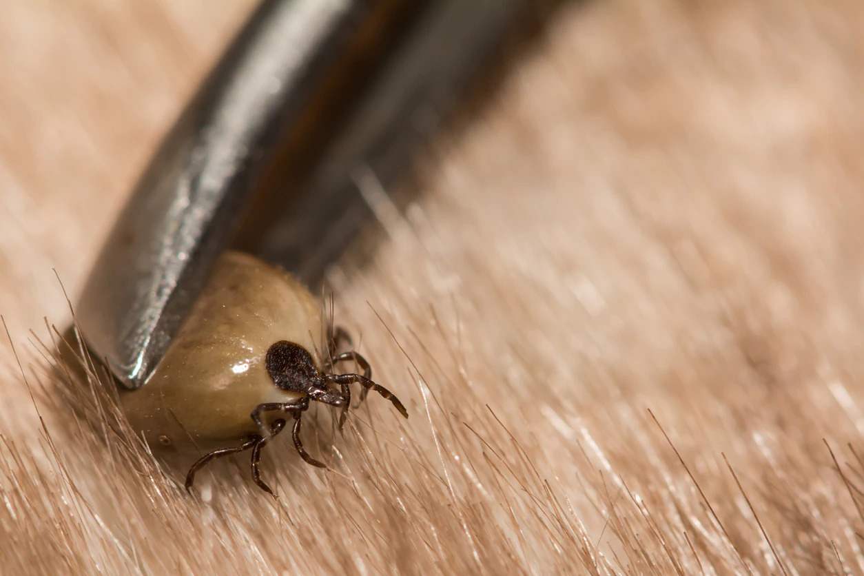 How To Know If A Dog Tick Has Laid Eggs
