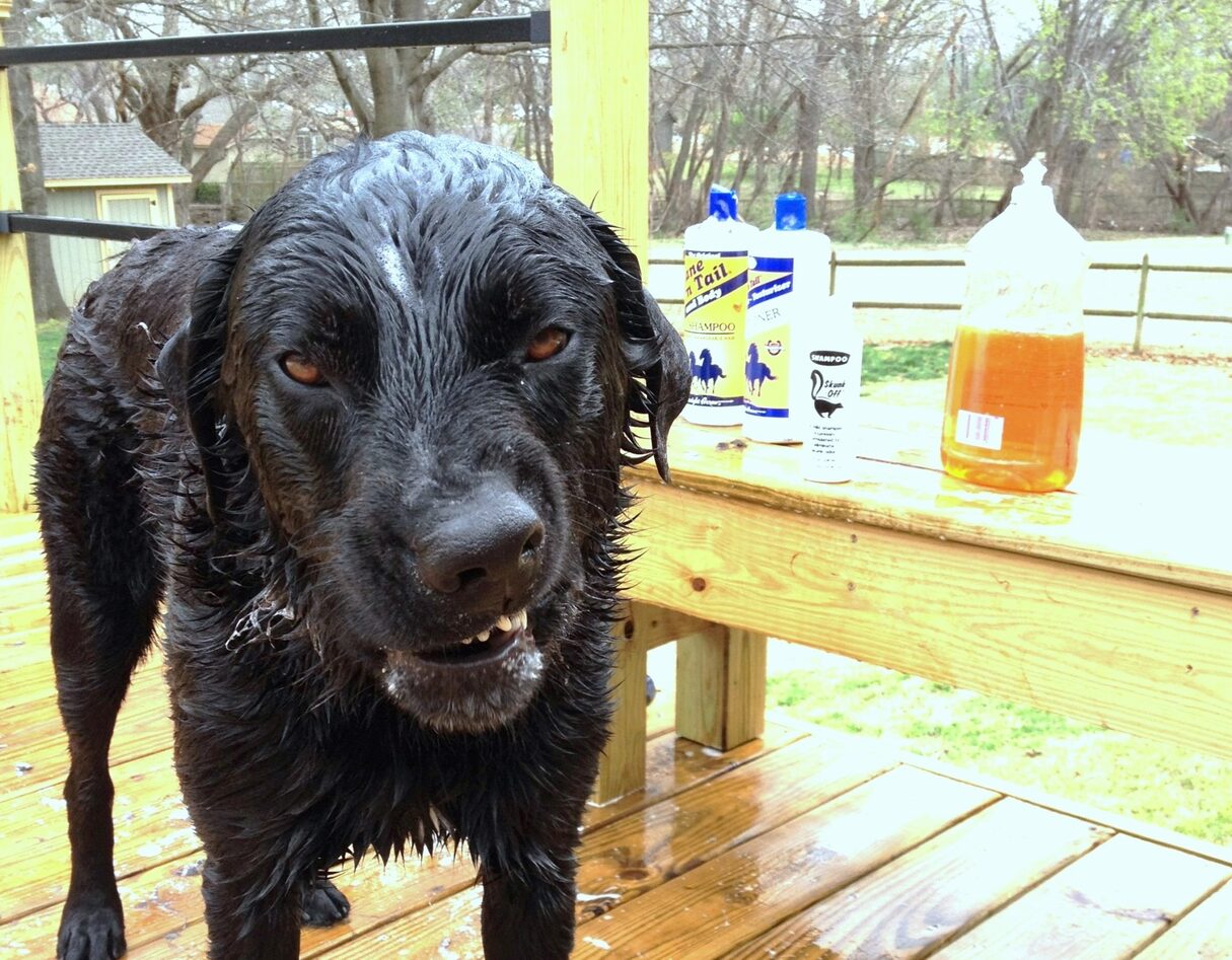How To Know If Your Dog Was Sprayed By A Skunk In The Eye