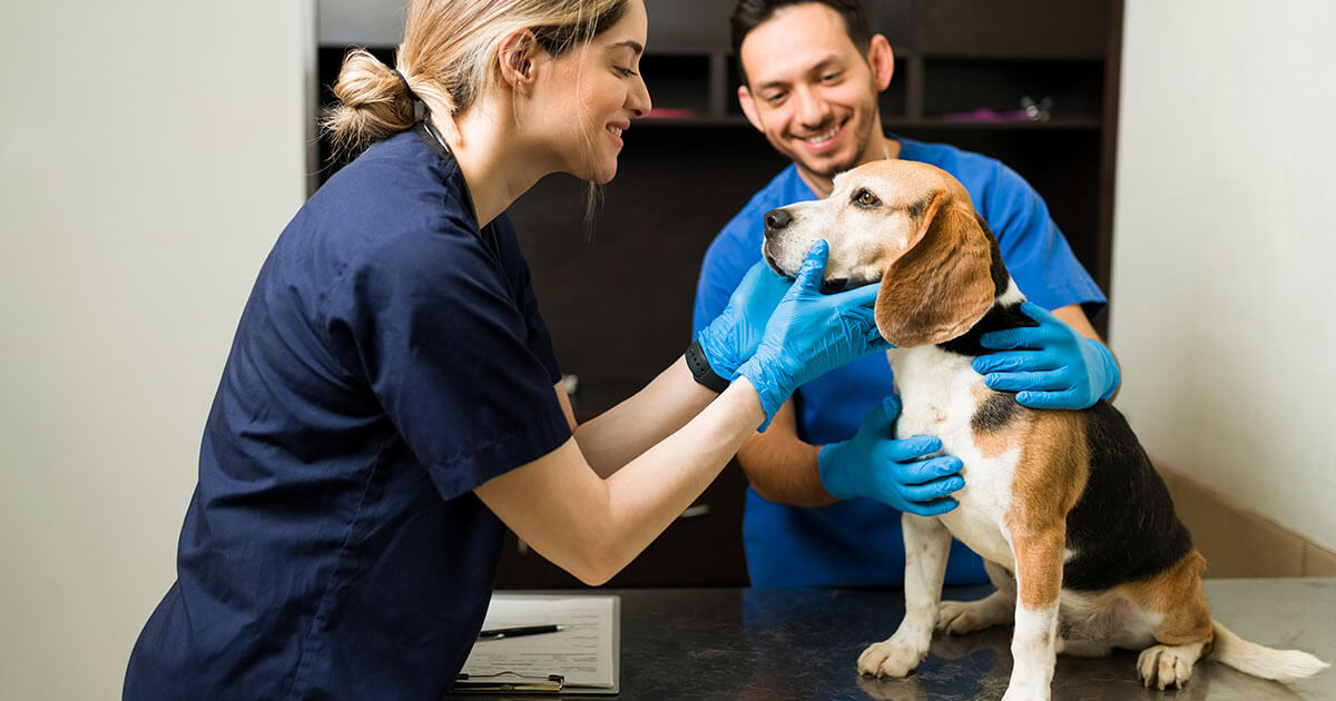 How To Place A Urinary Catheter In A Female Dog