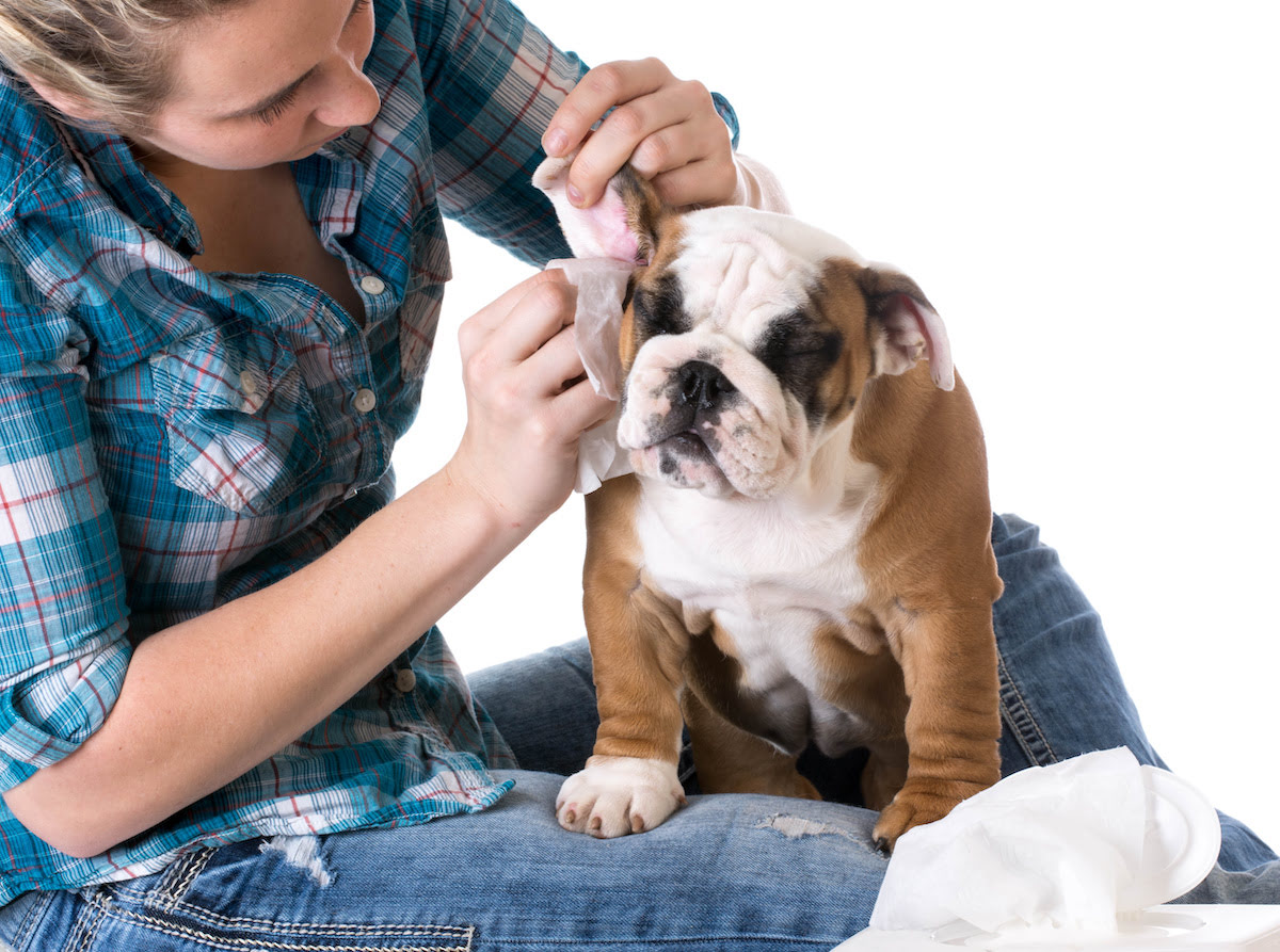 How To Prevent Ear Infections In Dogs