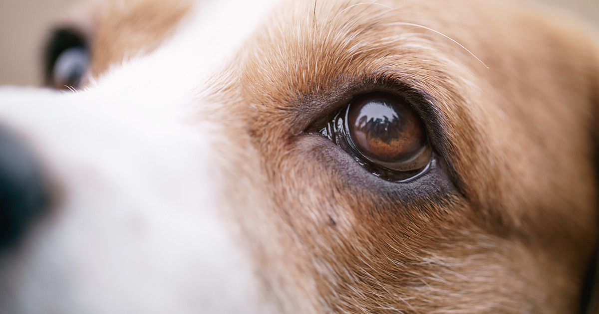 How To Remove A Skin Tag Or Mole On A Dog's Eye