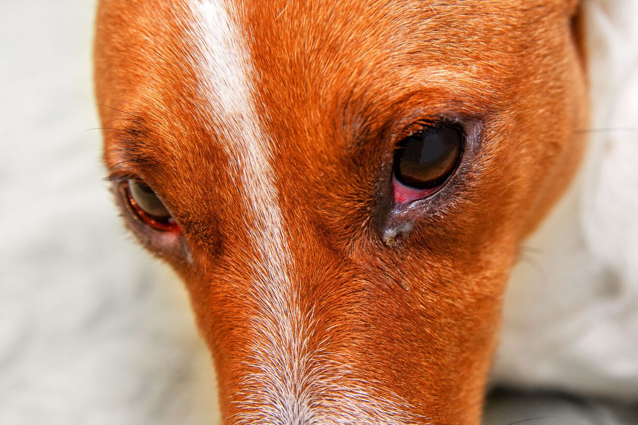 How To Remove Eye Gunk From Dogs