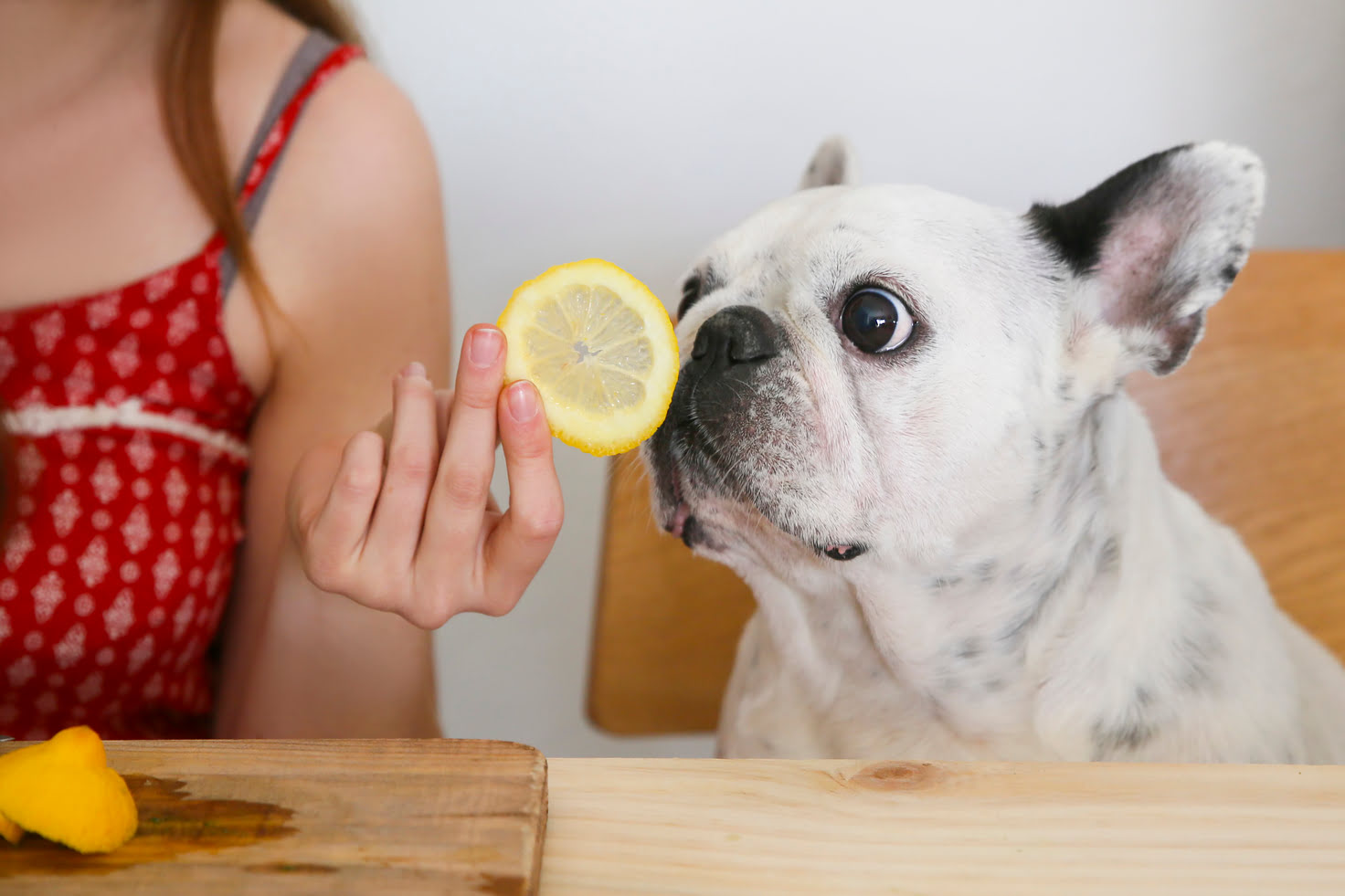 How To Remove Fleas From A Dog Using Lemon Juice