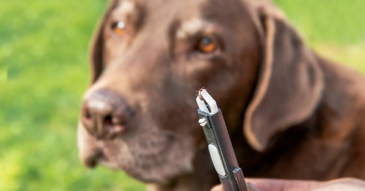 How To Remove Tick Eggs From A Dog