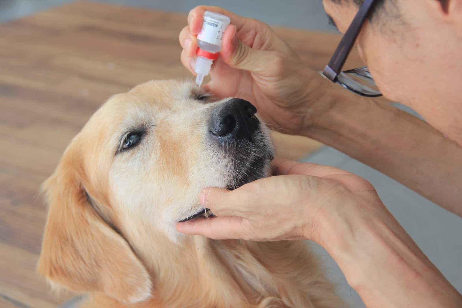 How To Safely Rinse A Dog’s Eye