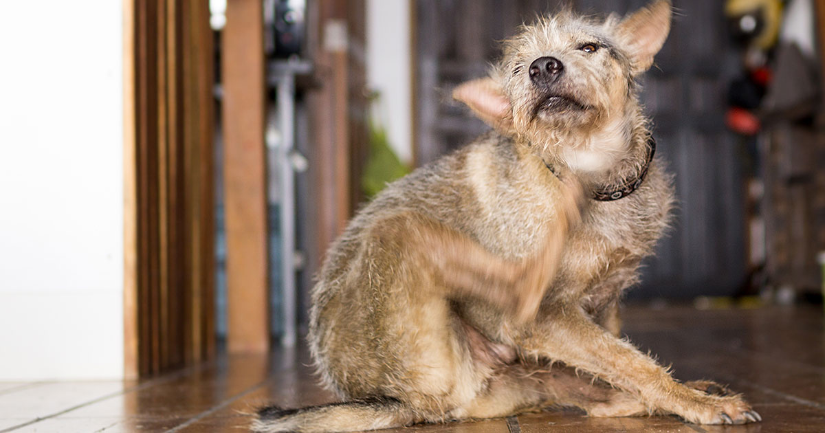 How To Stop Dog Itching Without Fleas