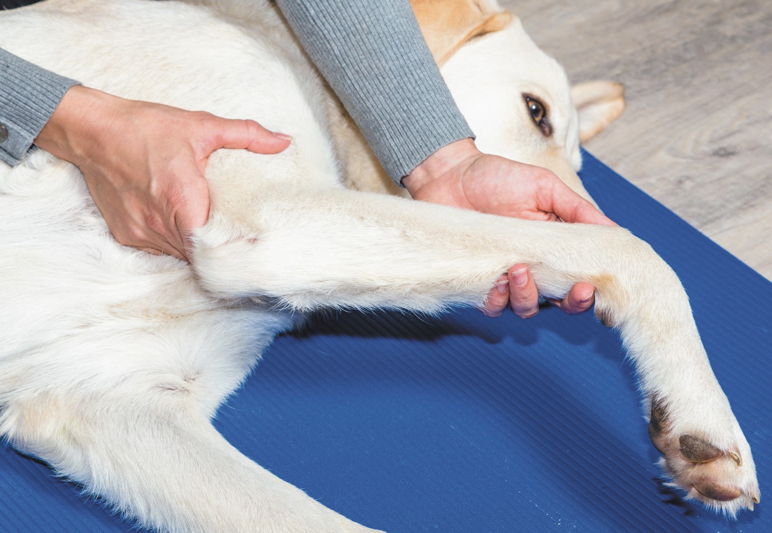 How To Tell If A Dog Has Rheumatoid Arthritis