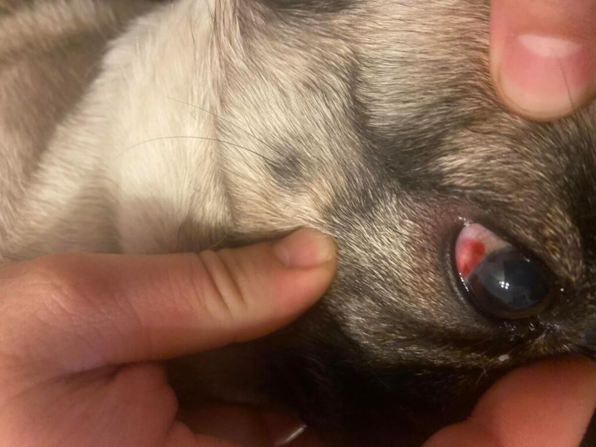 How To Treat A Broken Blood Vessel In A Dog's Eye