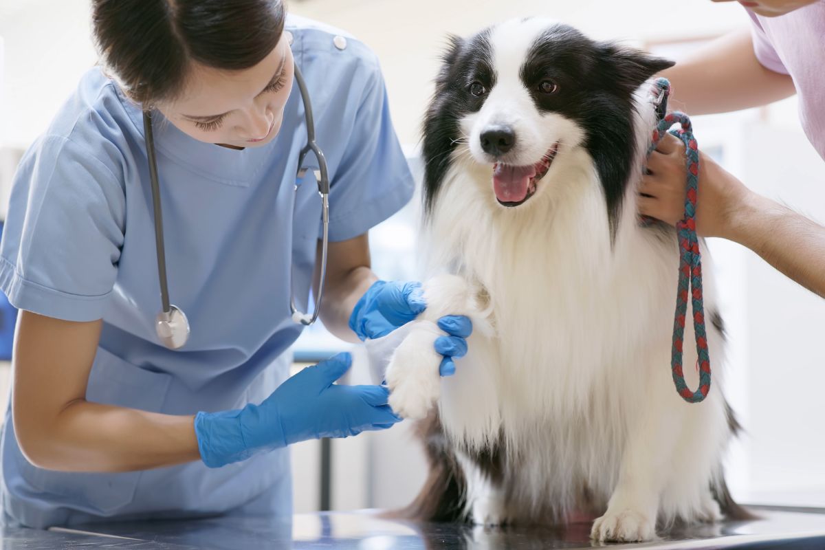 How To Treat A Dog With Back Arthritis