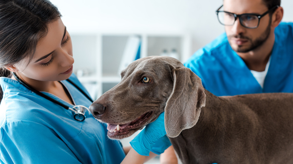 How To Treat Cancer In Dogs