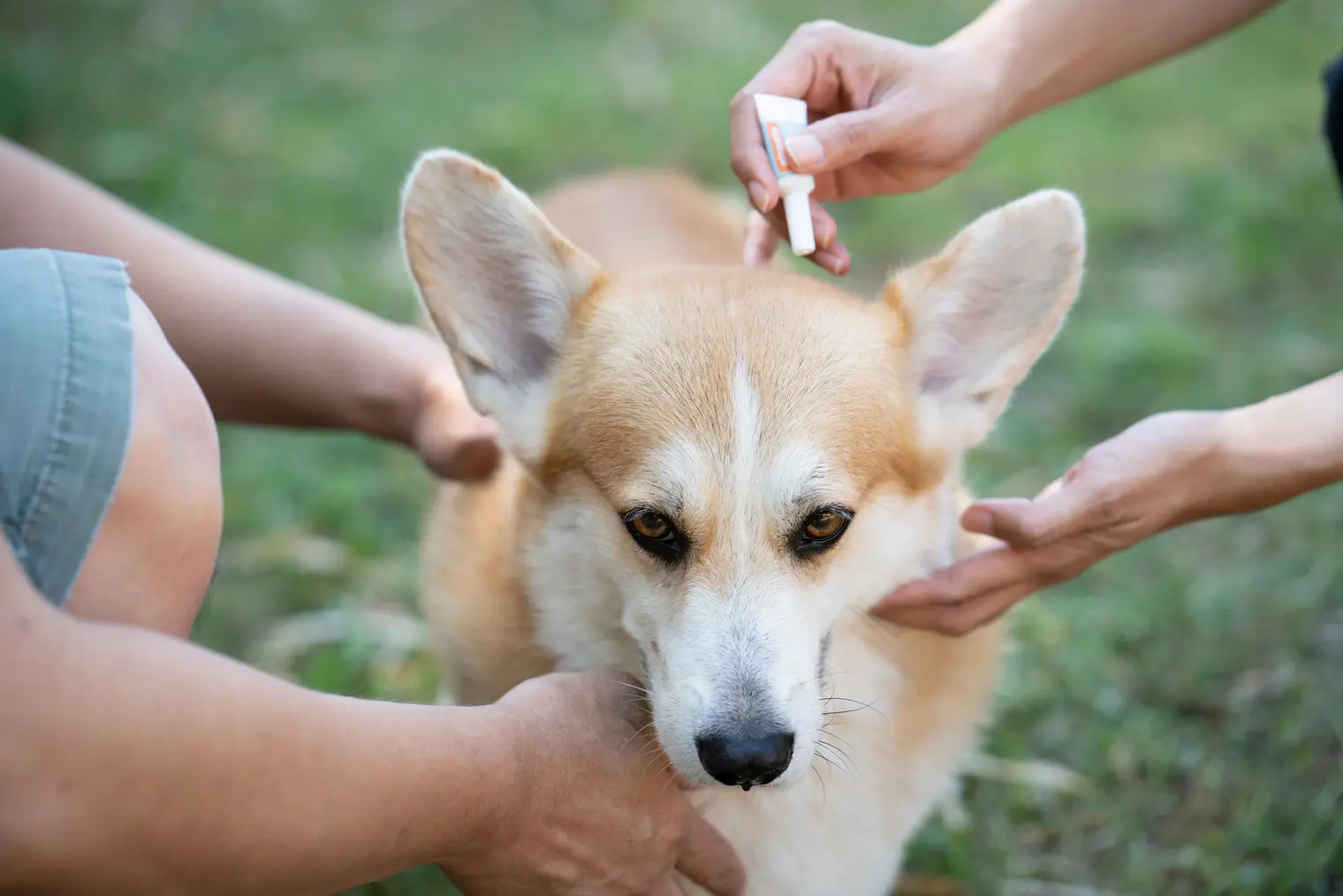 How To Use Frontline Flea And Tick For Dogs