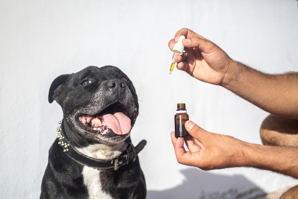 How To Use Lemon Essential Oil For Dog’s Urinary Tract Infection