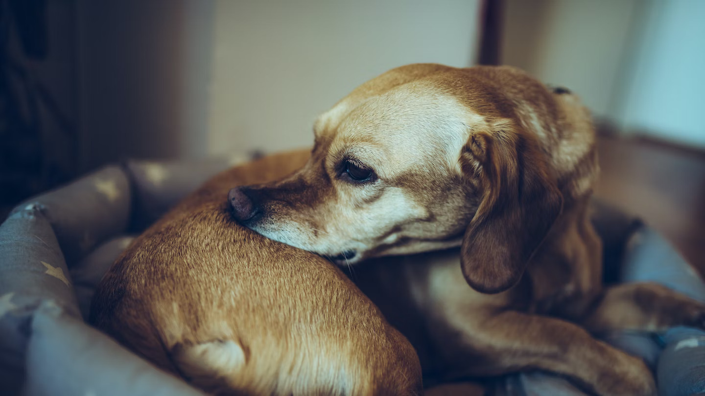 If Your Dog Has Mites, What Kind Of Flea And Tick Medicine Would Treat It