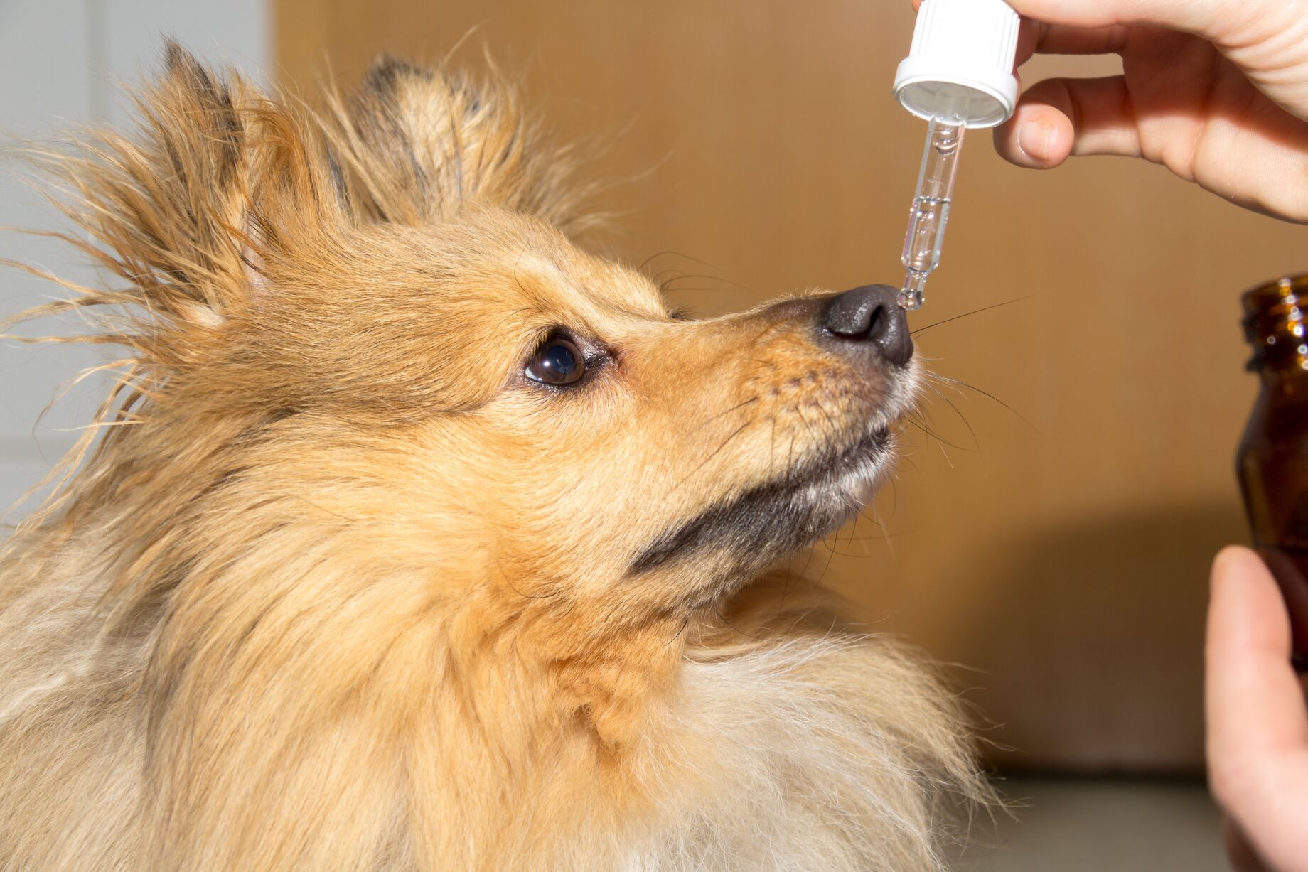 Meloxicam: What Dosage To Give A 20 Lb Dog For Arthritis