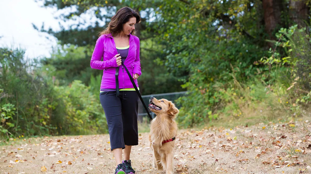 Should You Walk A Dog Who Has Severe Arthritis