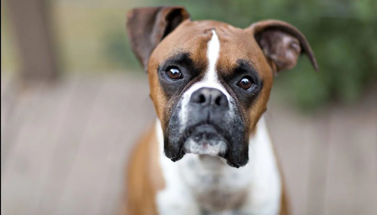 What Age Do Boxer Dogs Develop Arthritis