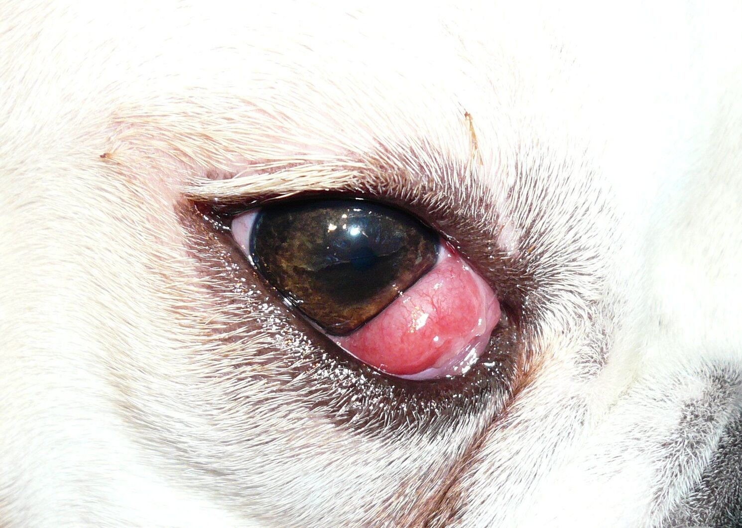 What Antibiotic Is Used For Dog Eye Infection?
