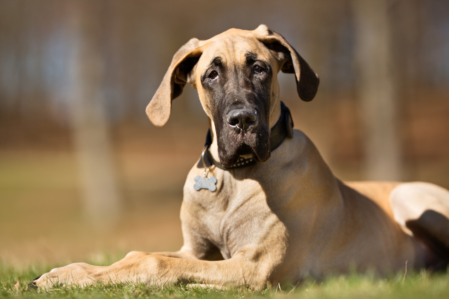 What Are Common Dog Breeds That Get Cancer