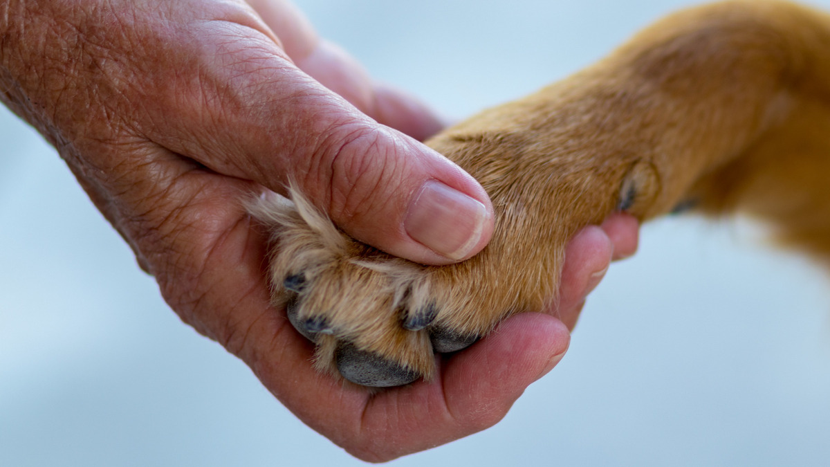 What Are The Signs That A Dog Has Arthritis In His Legs