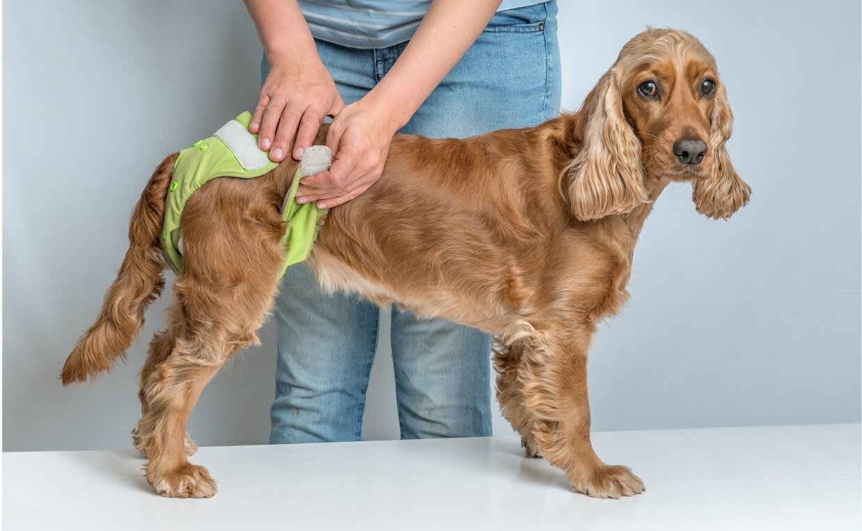 What Can Cause Urinary Incontinence In Dogs