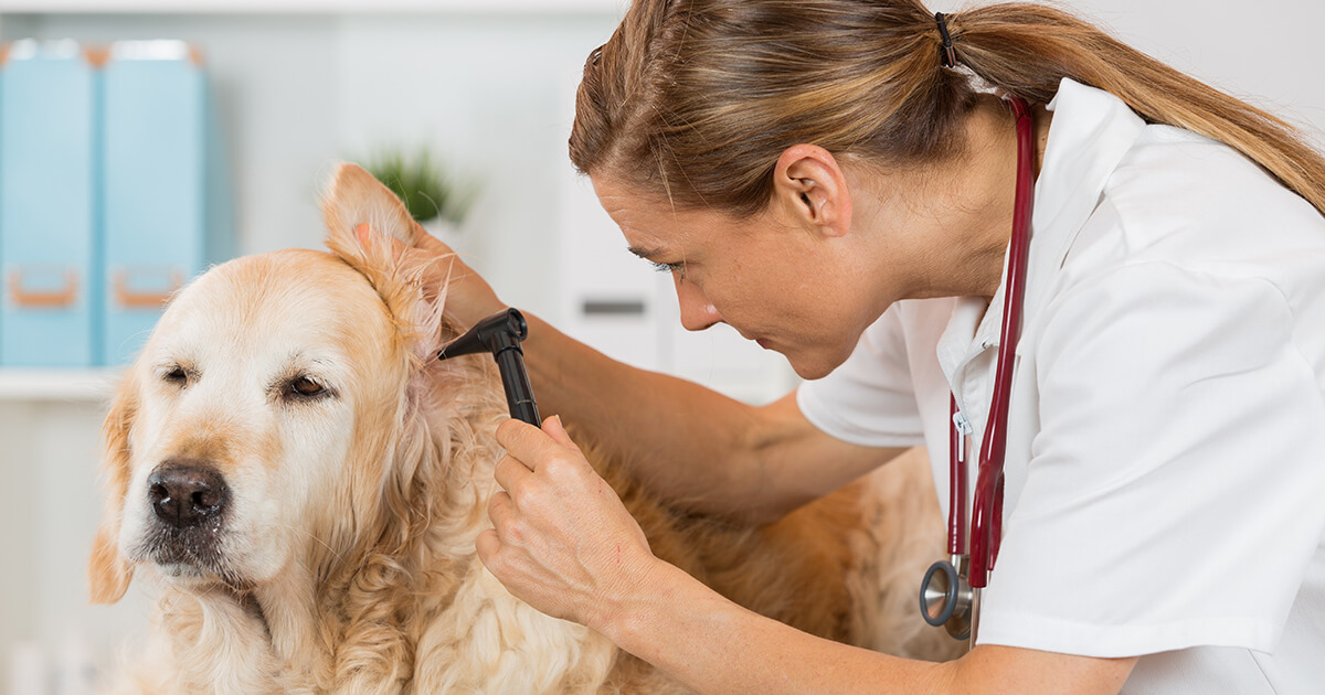 What Can I Do For My Dog's Chronic Ear Infection?