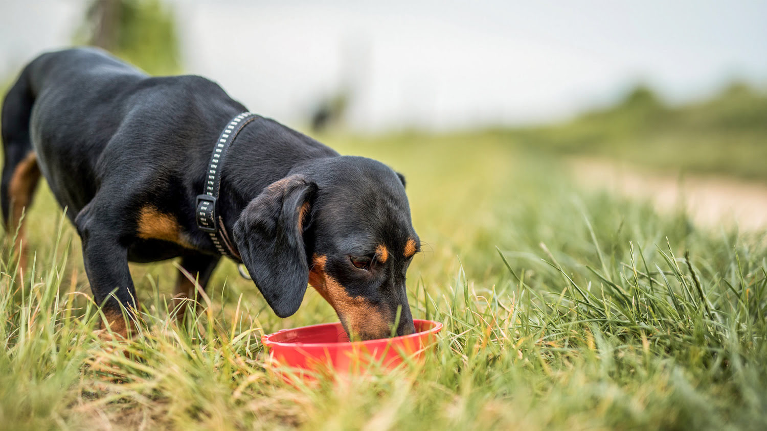 What Can I Feed My Dog With Urinary Problems?