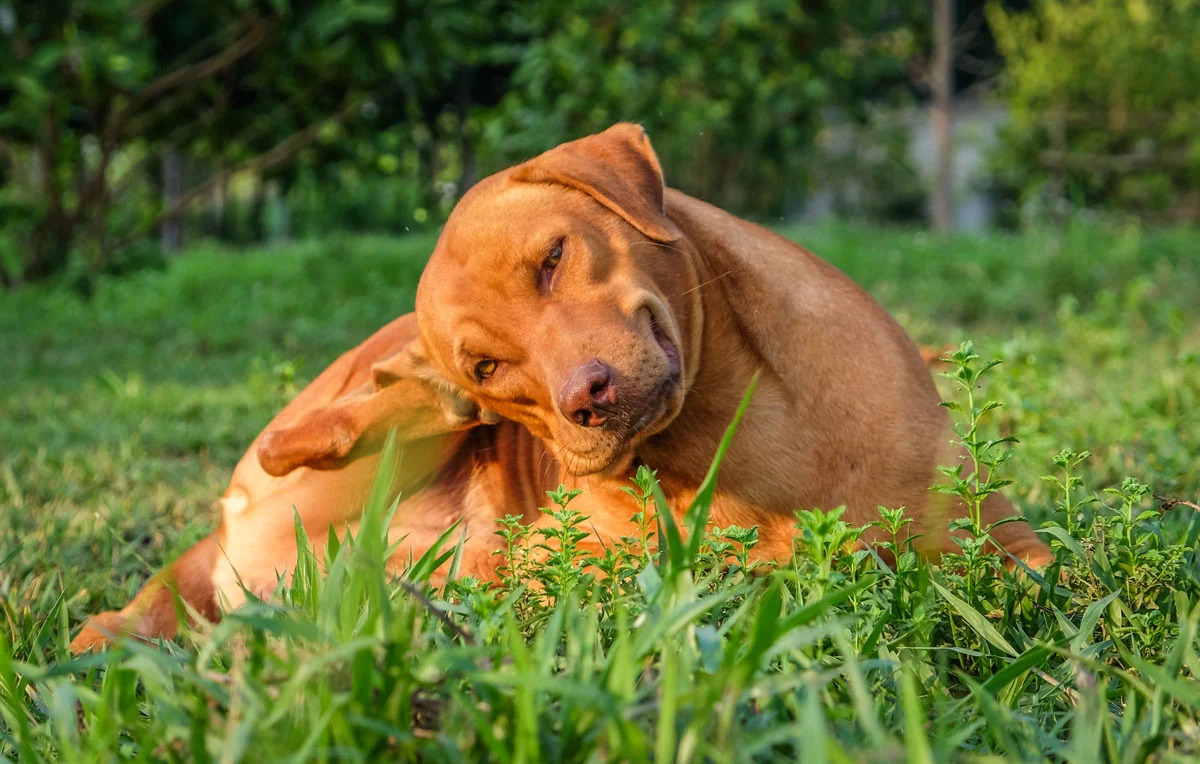 What Can I Treat My Lawn With For Fleas And Ticks That Will Not Harm My Dogs?