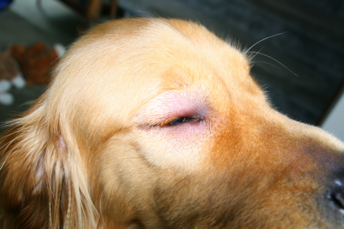 What Can You Do For Your Dog If He Gets Stung By A Bee In The Eye