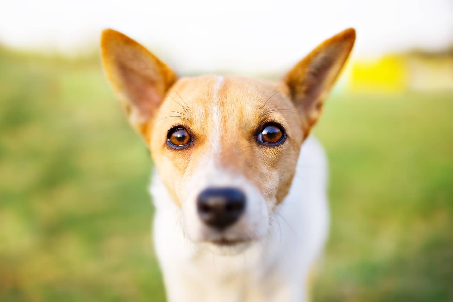 What Causes A Dog's Eye To Bulge