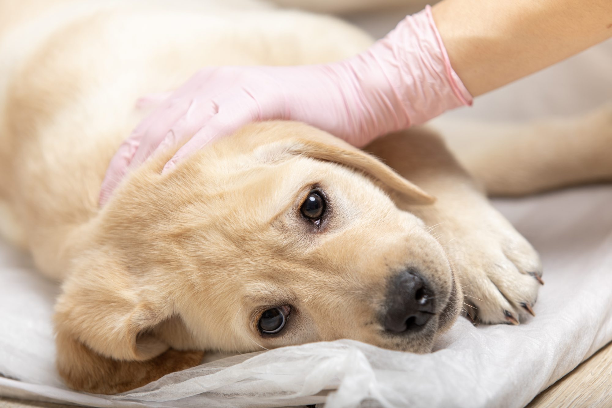 What Causes Sarcoma Cancer In Dogs