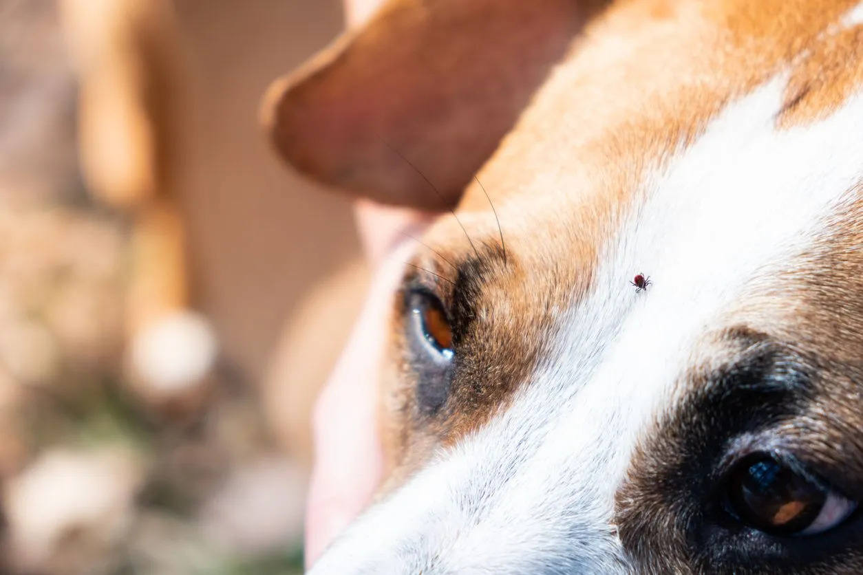What Diseases Do Dogs Get From Ticks