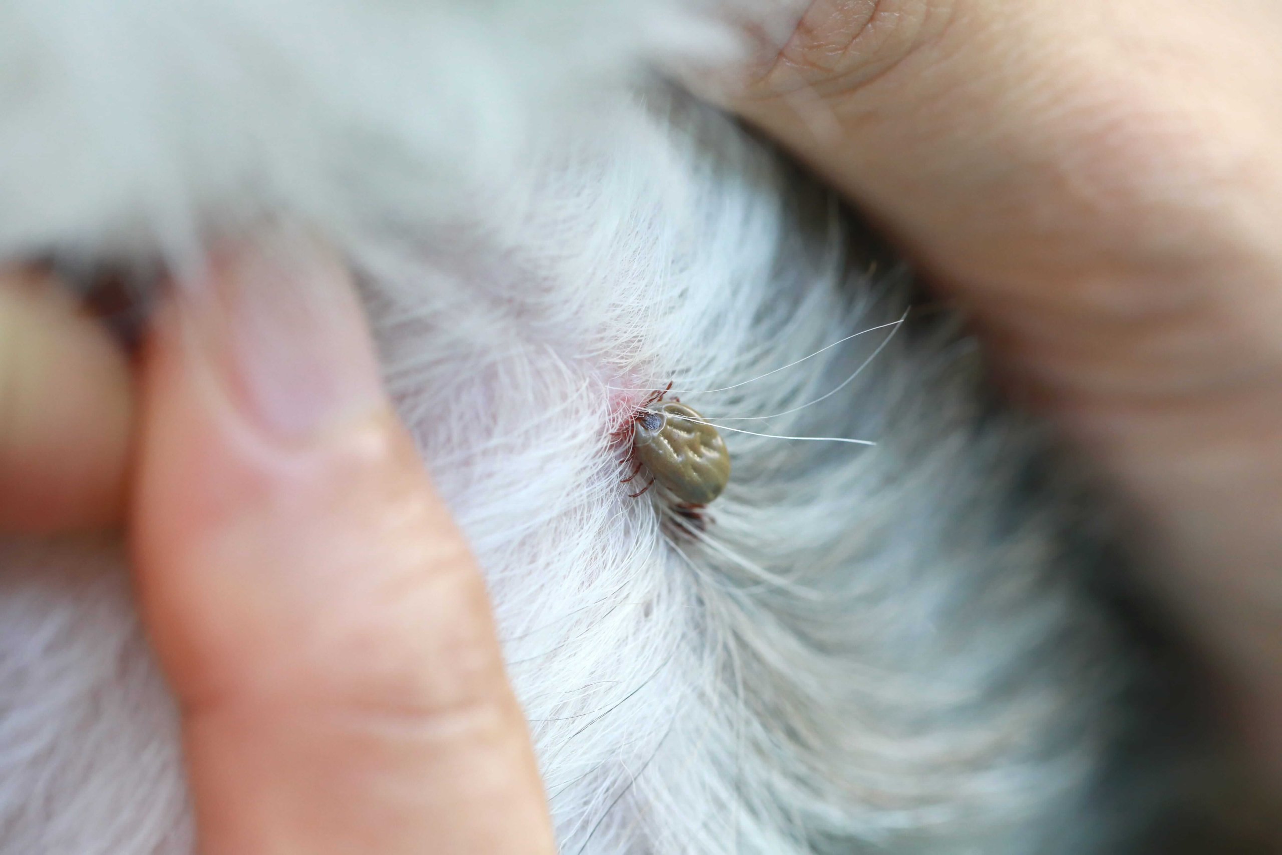 What Do Tick Images On A Dog Look Like