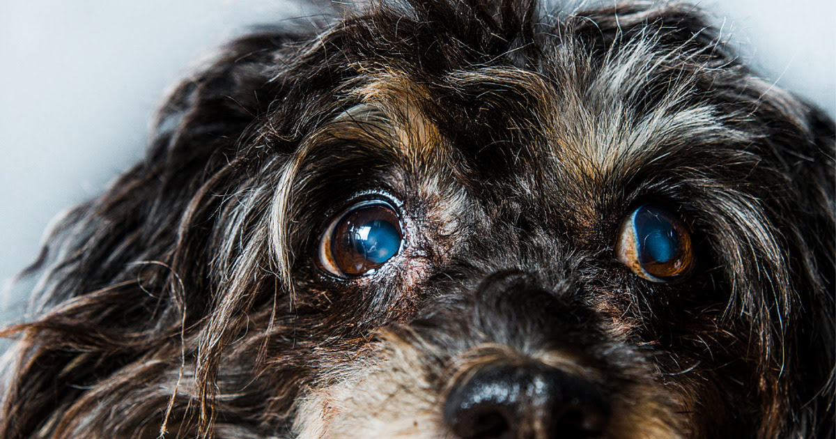 What Does A Dog's Eye With Cataracts Look Like?