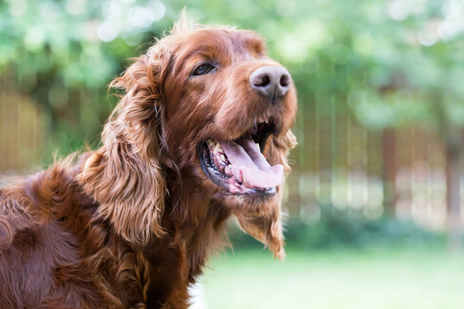 What Does A Heartworm Cough Sound Like In A Dog?