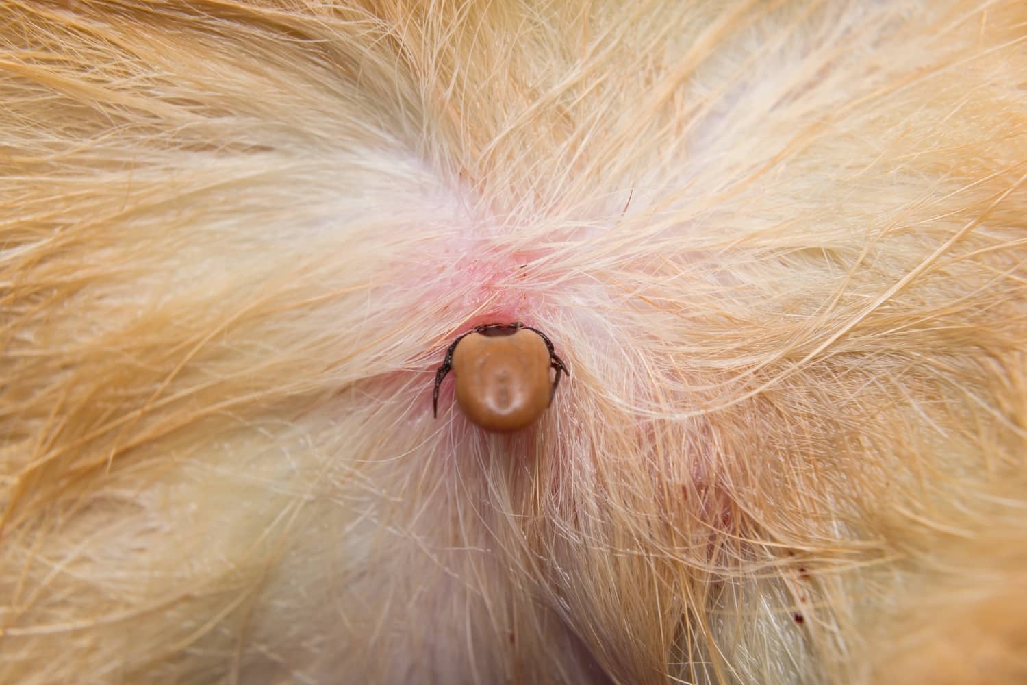 What Does A Tick Bite Bullseye Look Like On A Dog?