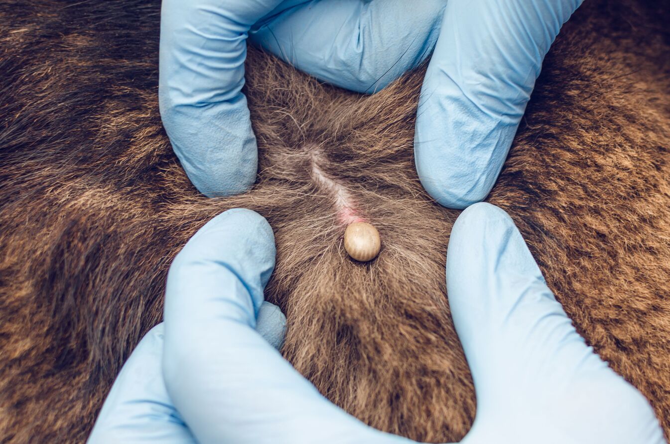 What Does A Tick Look Like In Dog Skin