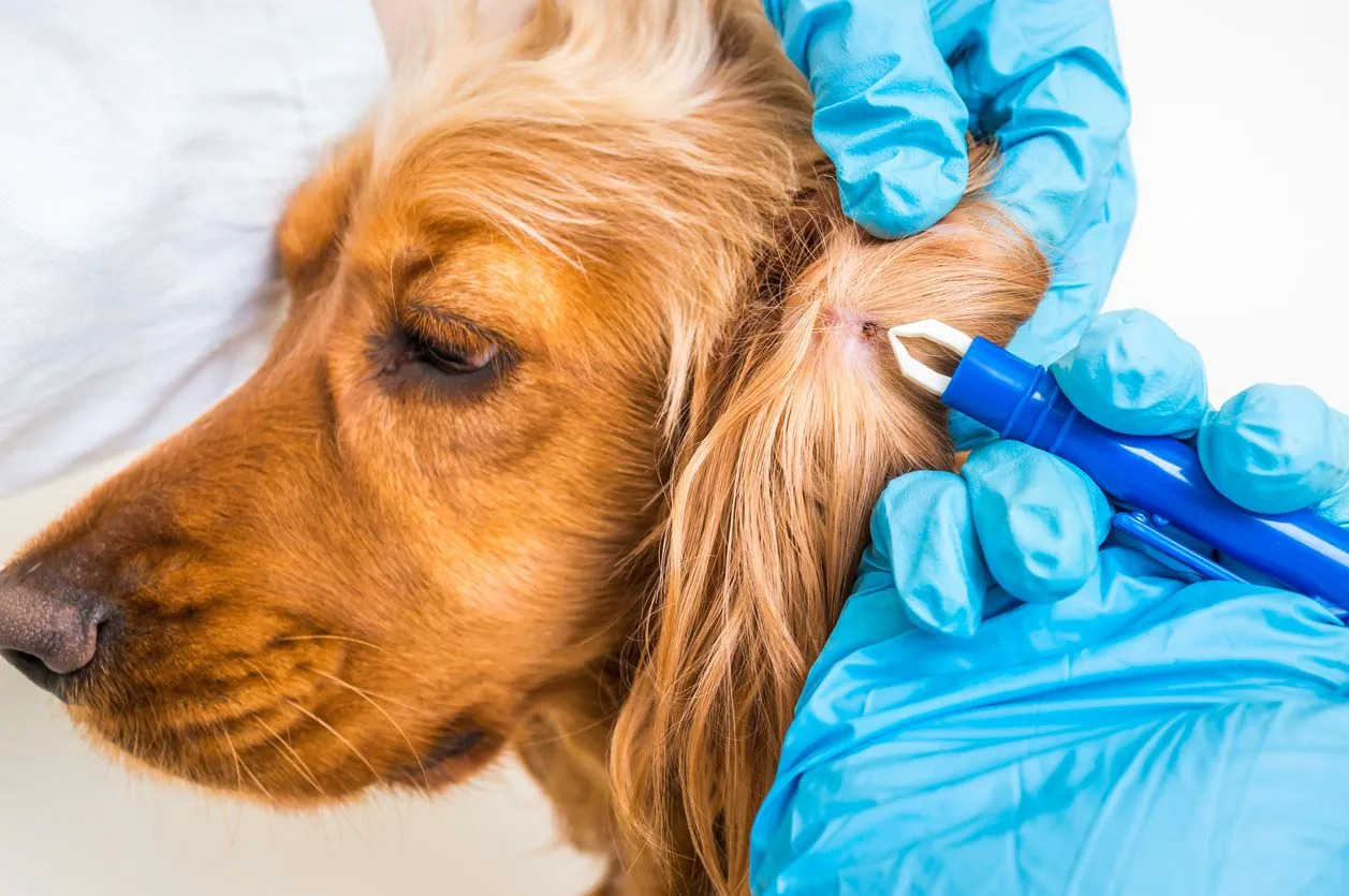 What Does A Tick Scab Look Like On A Dog?