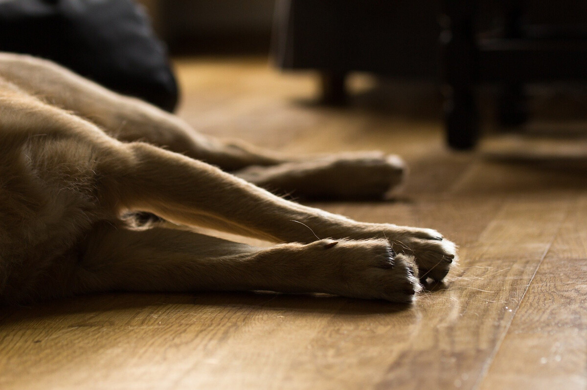 What Does Arthritis Look Like In A Dog?
