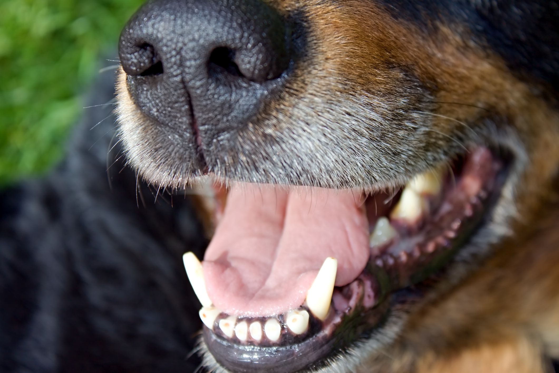 What Does Cancer Look Like In A Dog’s Mouth