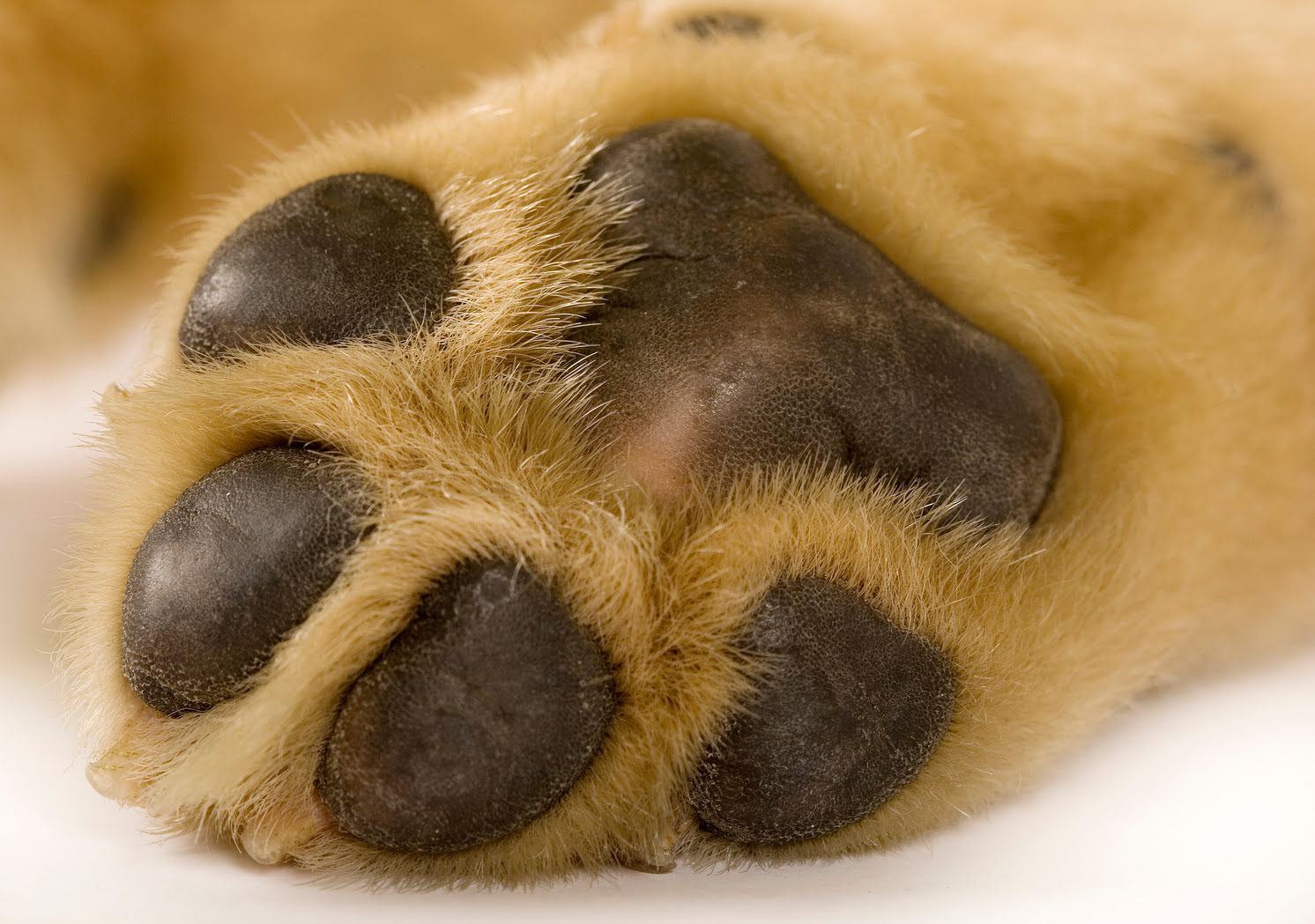 What Does Cancer On A Dog’s Toe Look Like
